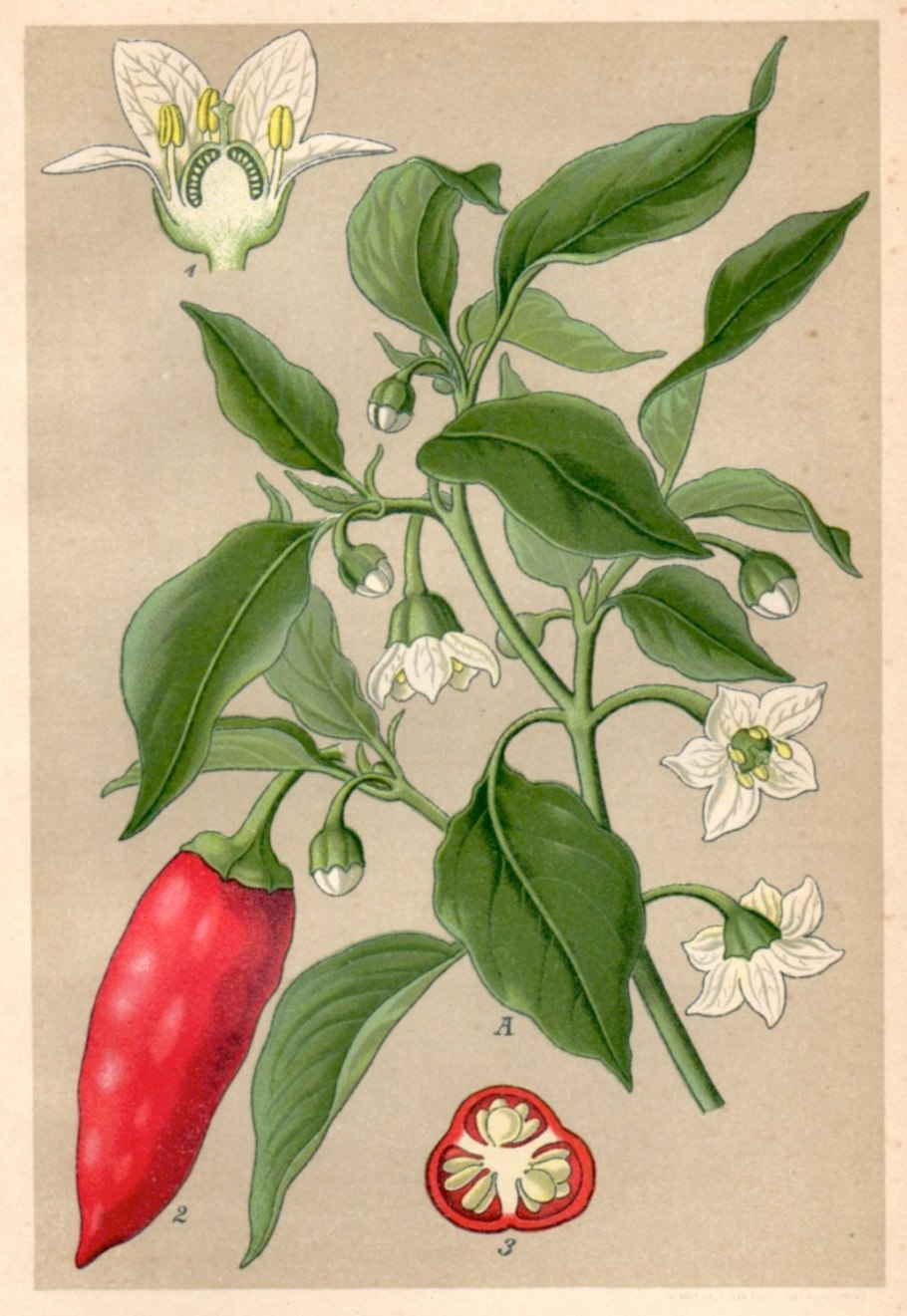 Capsicum annuum Ботанический рисунок