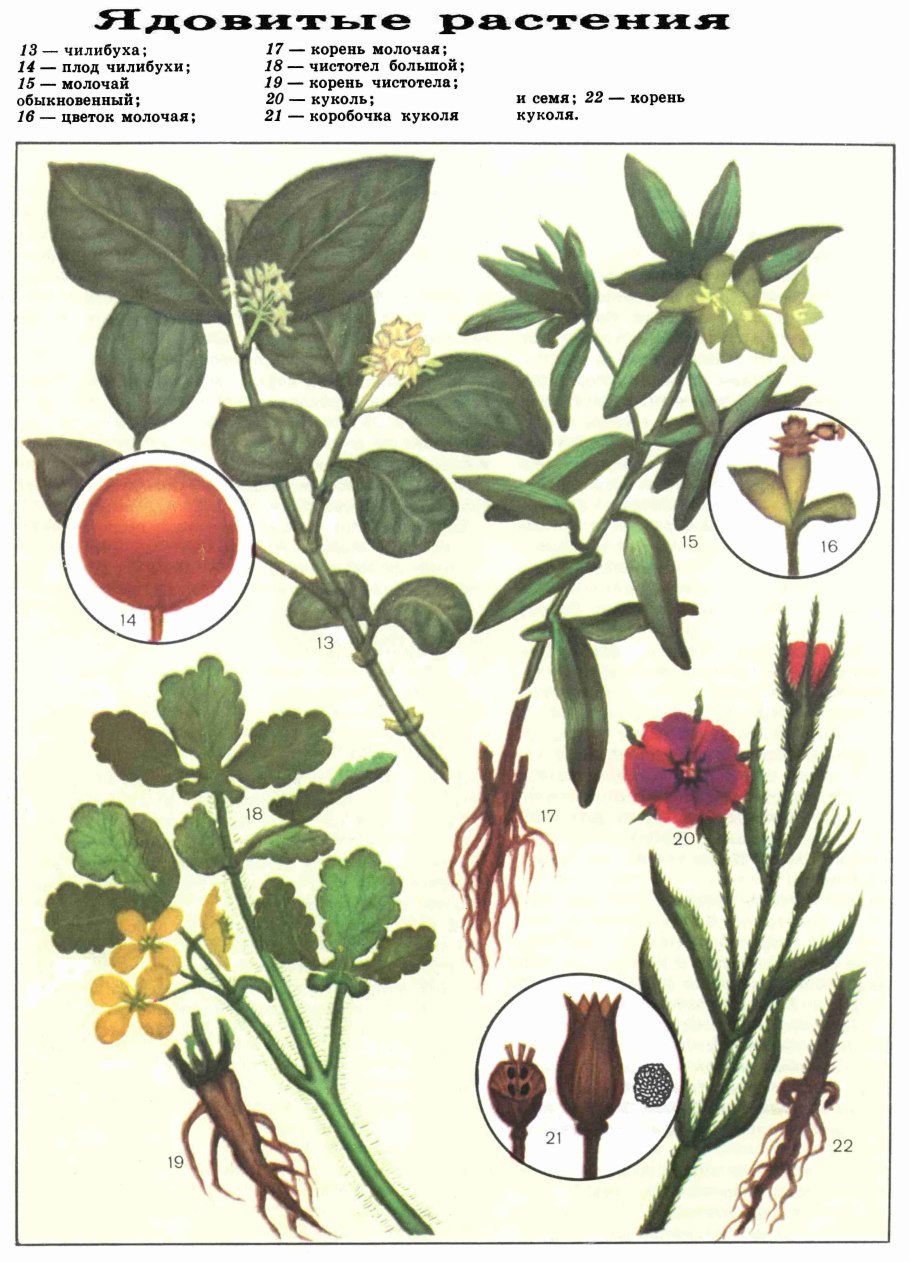 Solanaceae botany