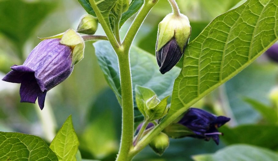 Белладонна красавка обыкновенная