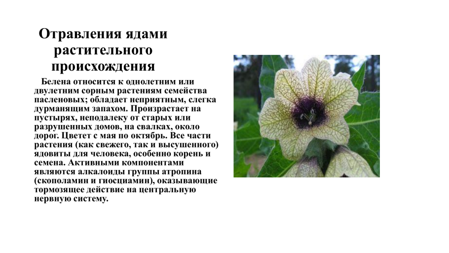 Помидор однолетнее растение