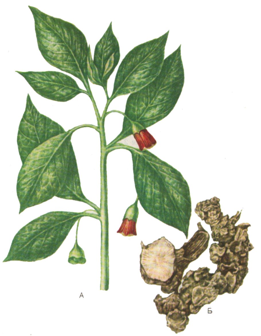 Алкалоиды паслёновых