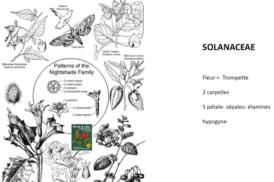 Паслен ботаника