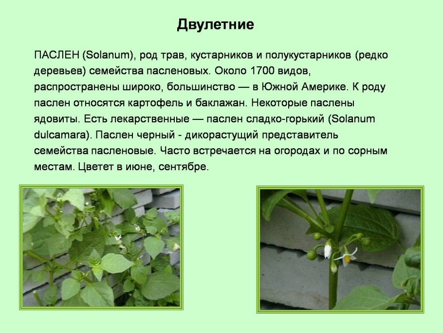 Табак махорка (Nicotiana Rustica l.)