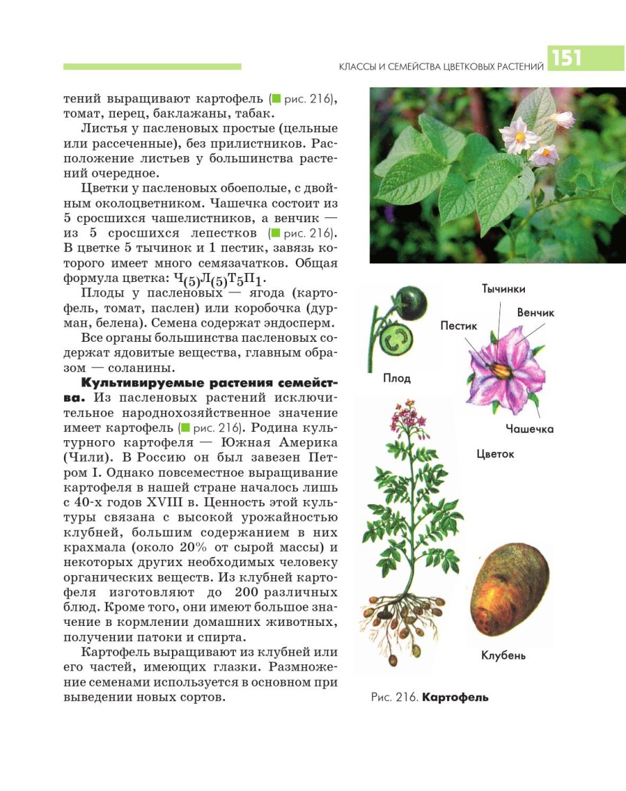 Душистый табак лепестки сросшиеся