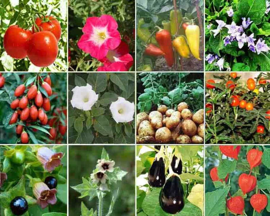 Паслен сладко-Горький (Solanum Dulcamara)