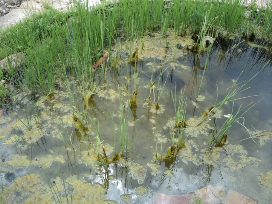 Очистные сооружения с водорослями
