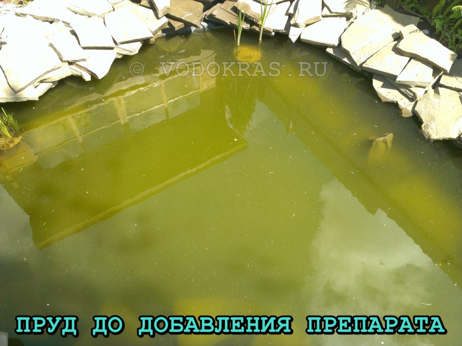 Бассейн с кувшинками