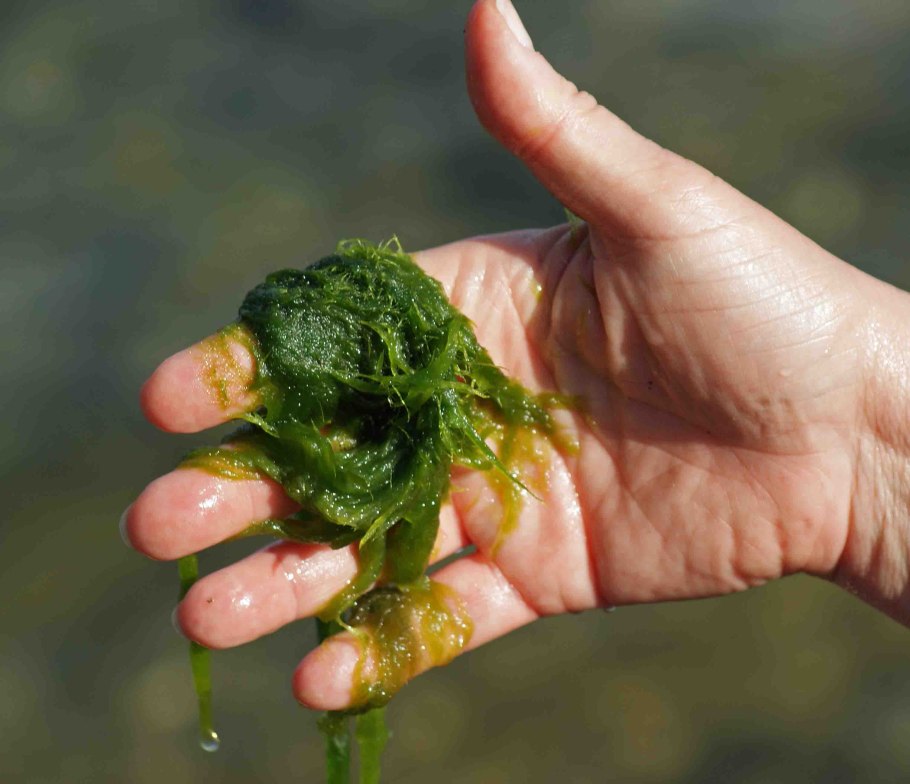 Водоросли очищение водоемов