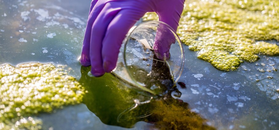 Эвтрофикация Азовского моря