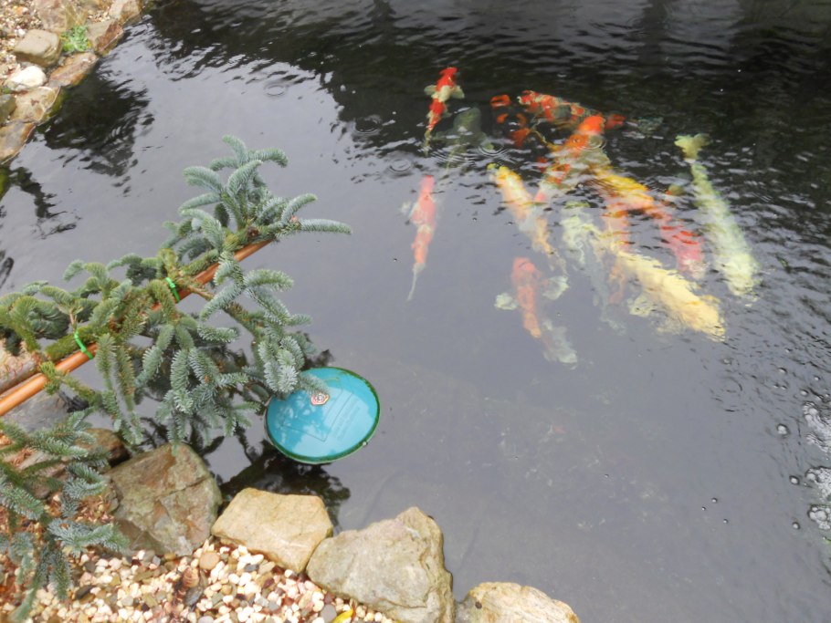 Водоросли для очистки водоемов