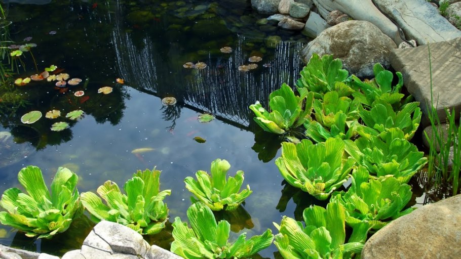 Водоросли биоплато