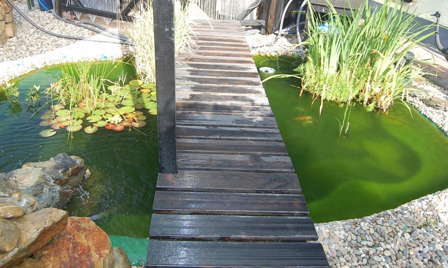 Хлорелла в водоеме