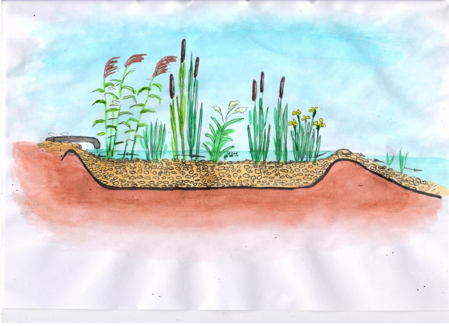 Очистка водоёмов от водорослей