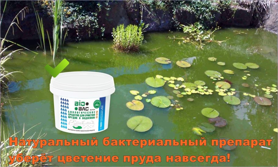 Цветение водоемов