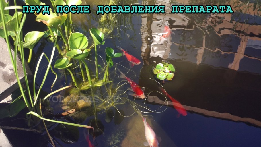 Водяная роза или пистия