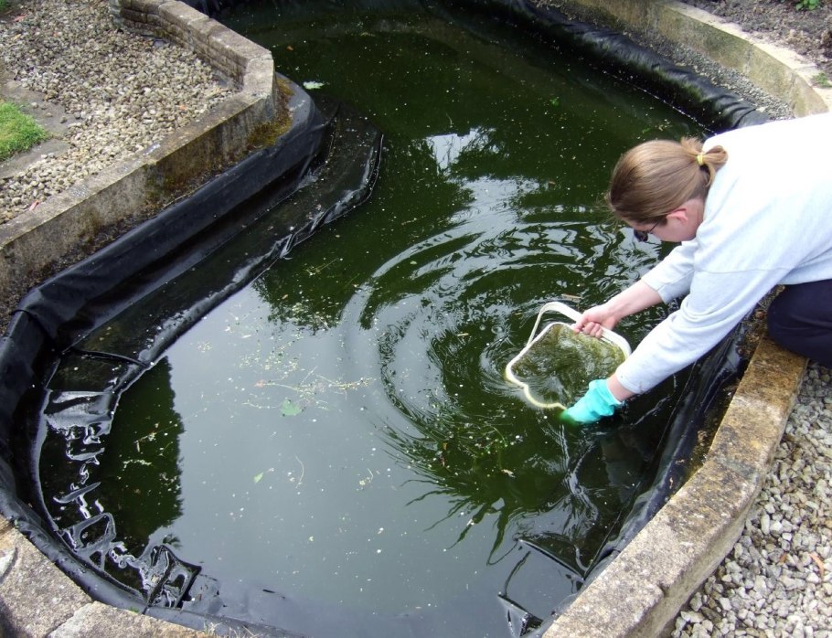 Пистия в дачном пруду