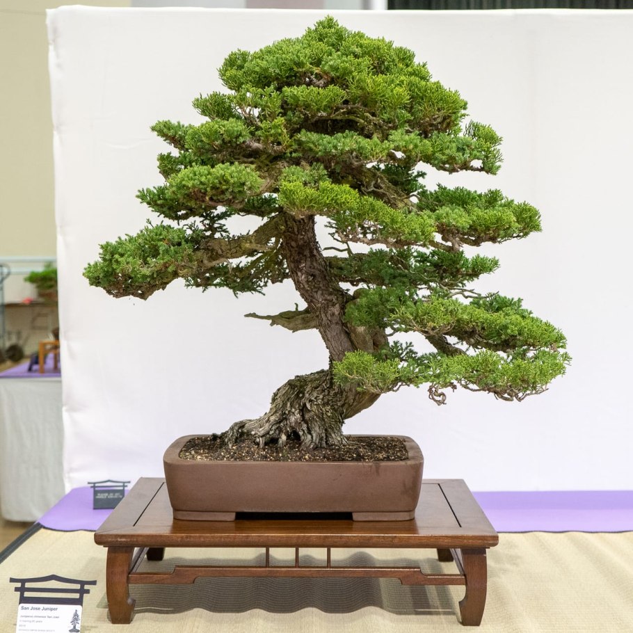 Сосна бонсай крупномер
