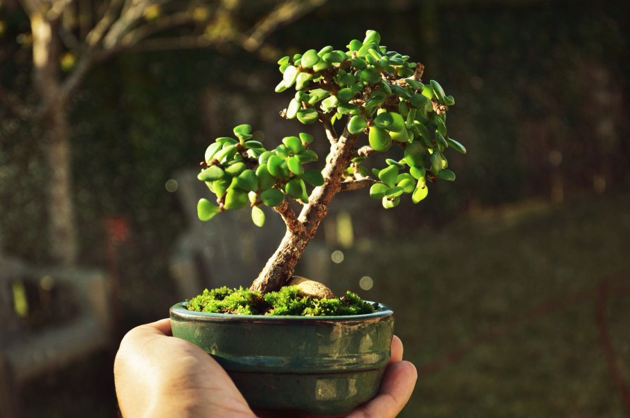 Глициния Вистерия Синенсис