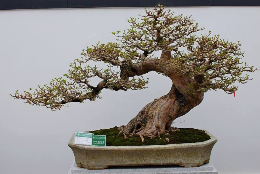 Сосна Мугус ниваки