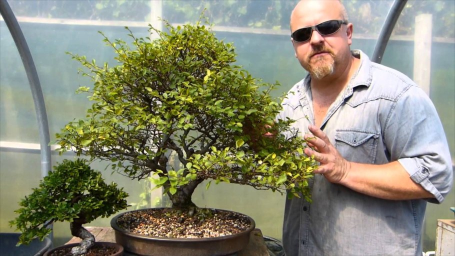 Карликовая берёза в тундре