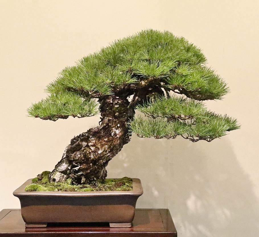 Бонсай Азалия два цвета