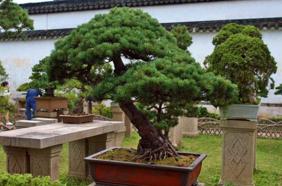 Бонсай Нэцунагари