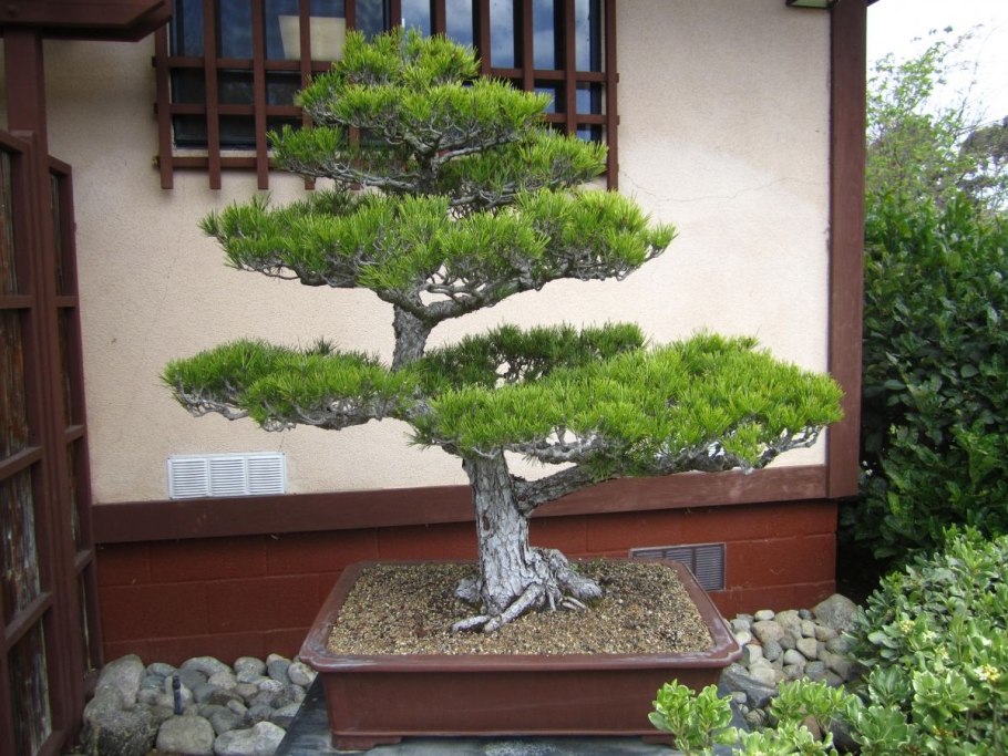 Андредера бонсай