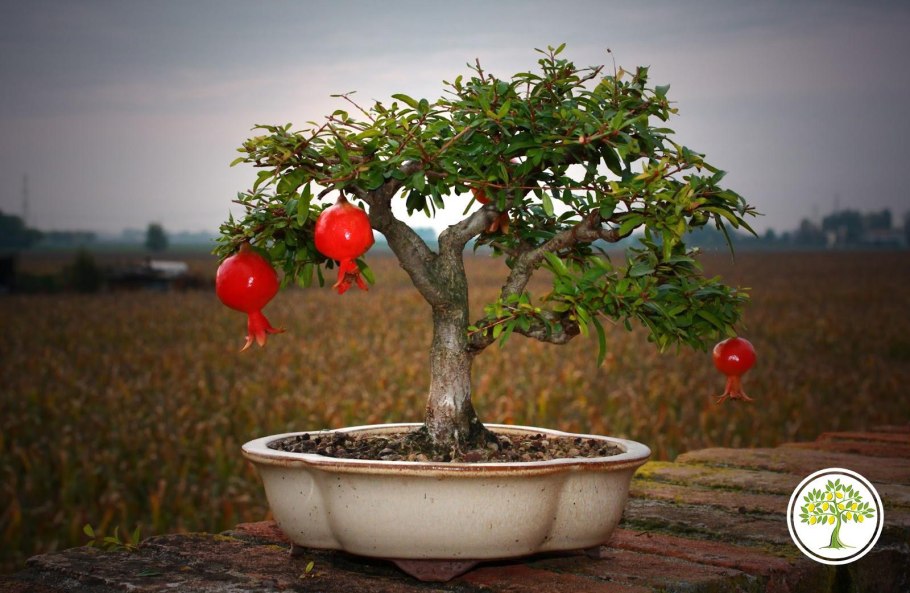 Можжевельник казацкий ниваки