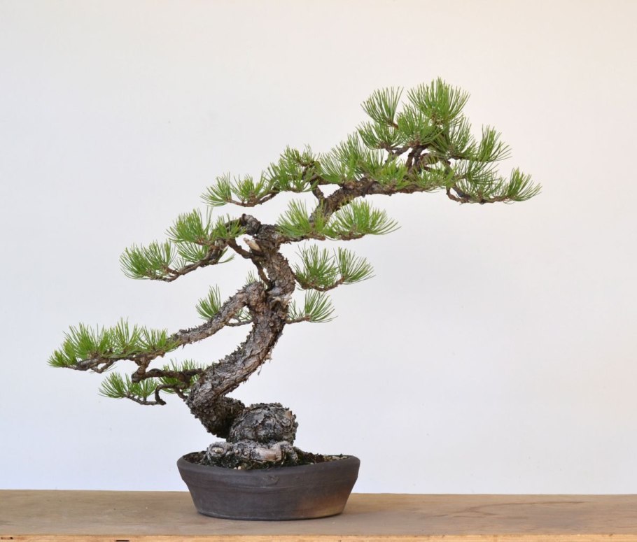 Сакура ниваки