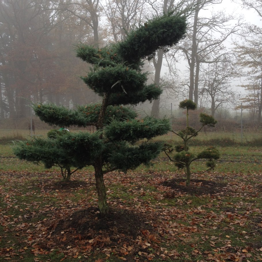 Китайская сосна бонсай