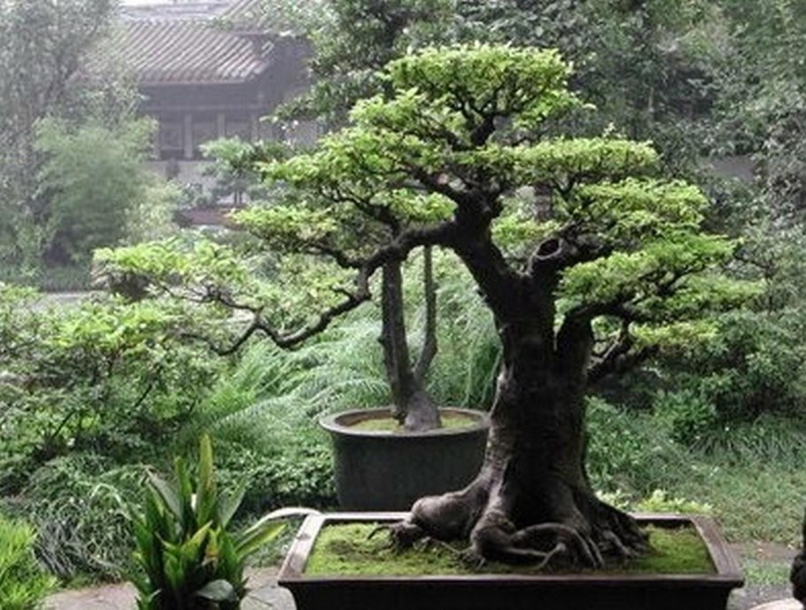 Китайская ель бонсай