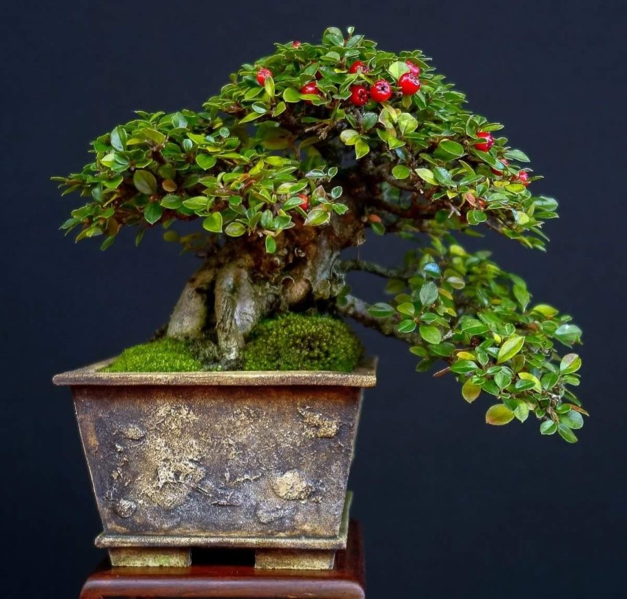 Сосна Горная ниваки