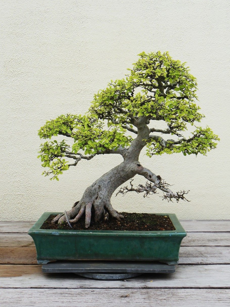 Бонсай ель Сербская