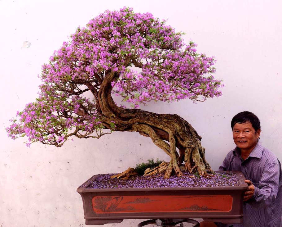 Бонсай жакаранда