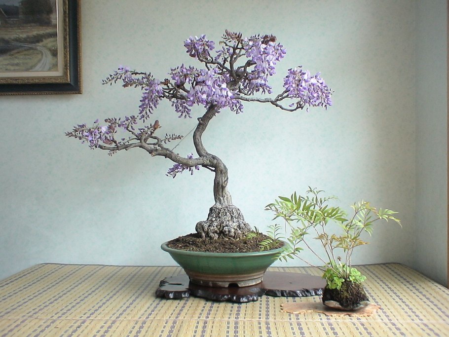 Бонсай сосна