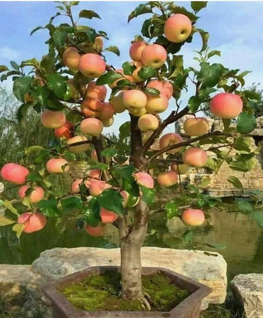 Бонсай "Креспи"