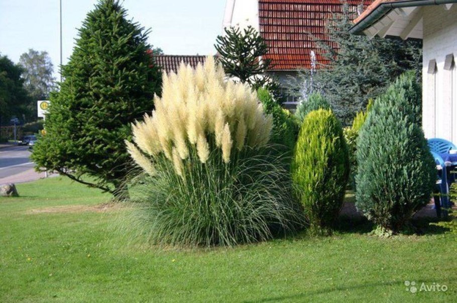 Кортадерия Голден Гоблин