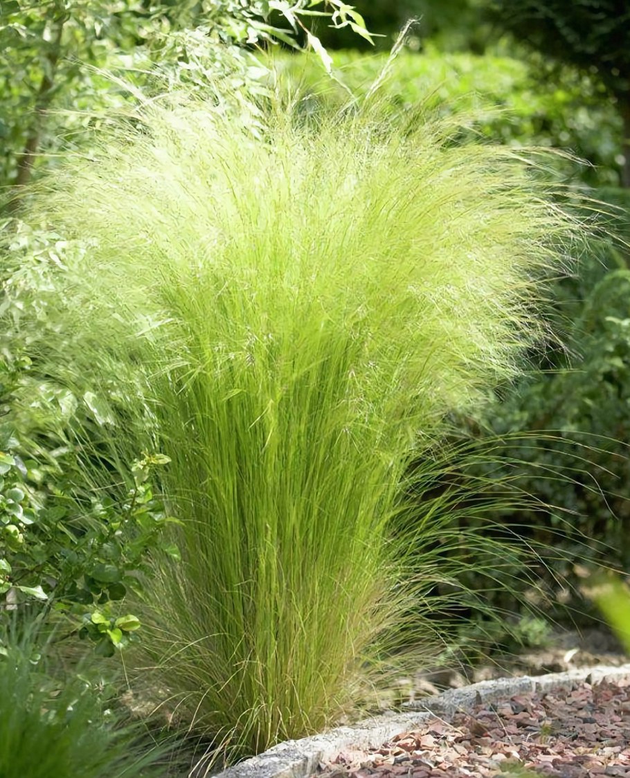 Ковыль тончайший (Stipa tenuissima) "Angel hair"