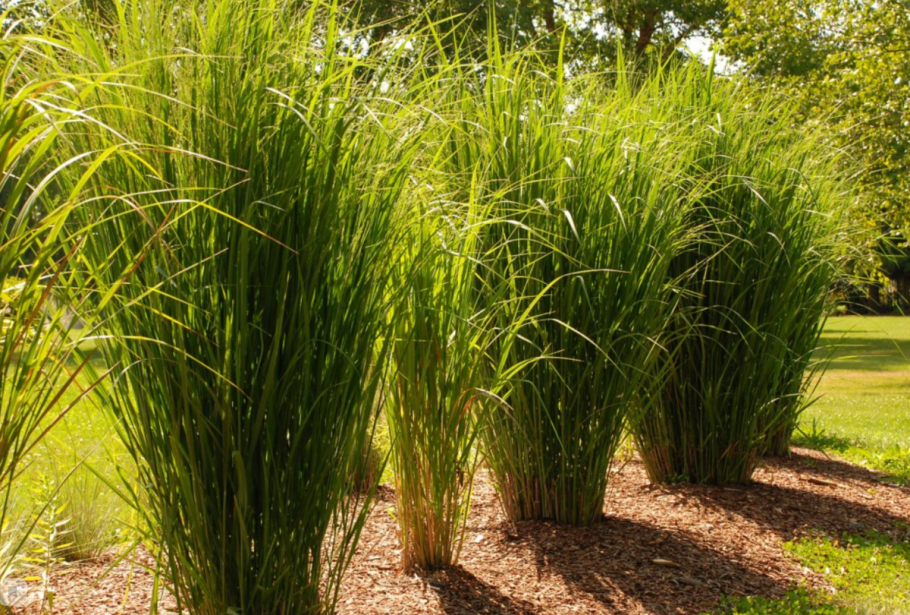 Просо прутьевидное (Panicum virgatum Rotstrahlbusch)