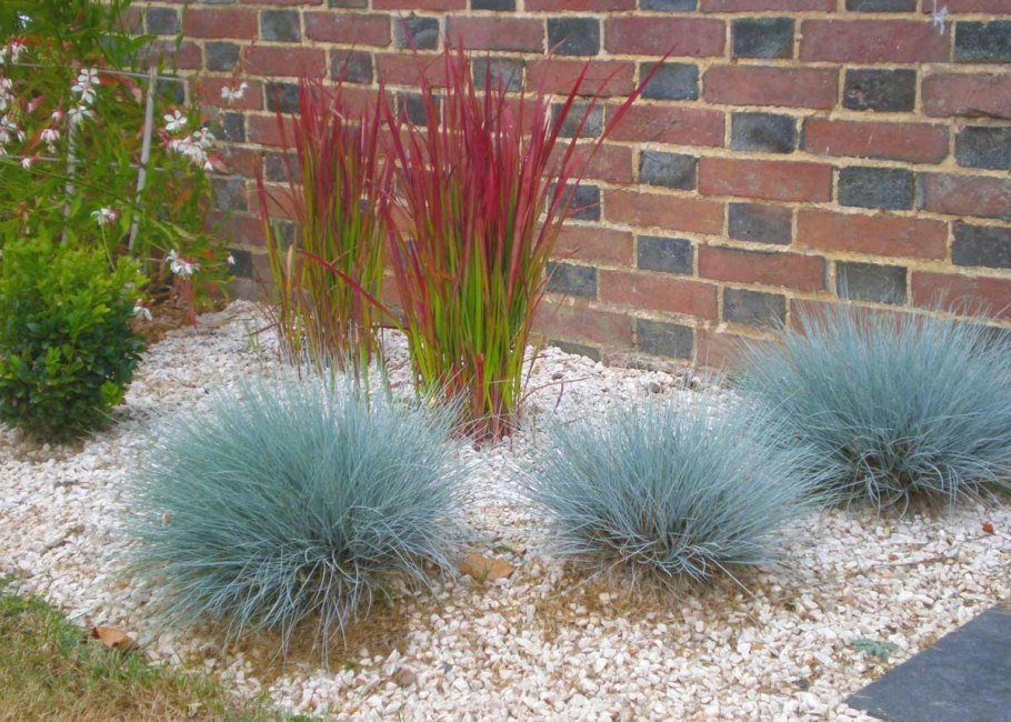 Овсяница фестука сизая