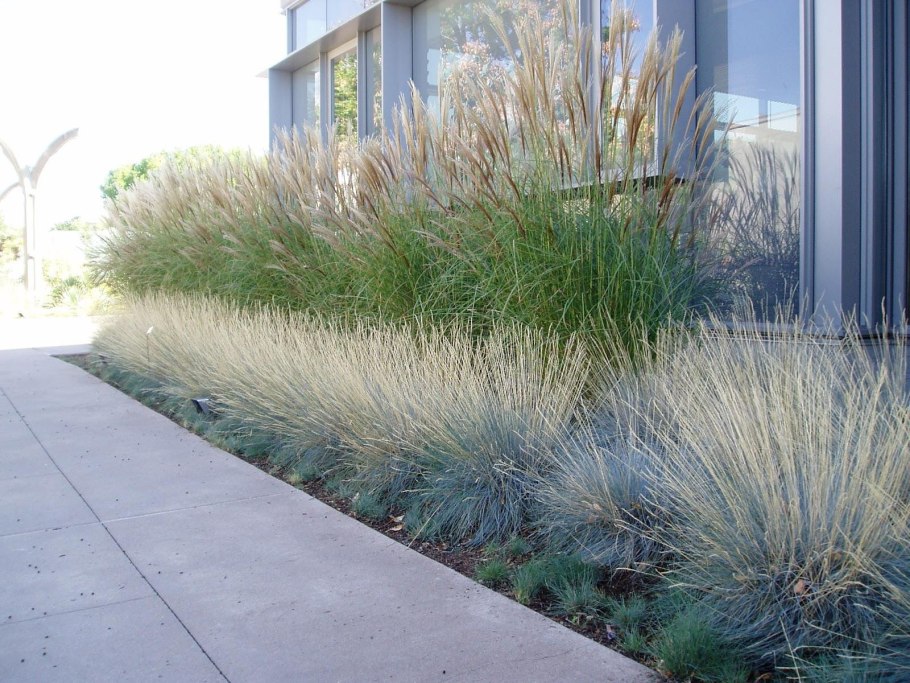 Пеннисетум лисохвостный Фокстрот