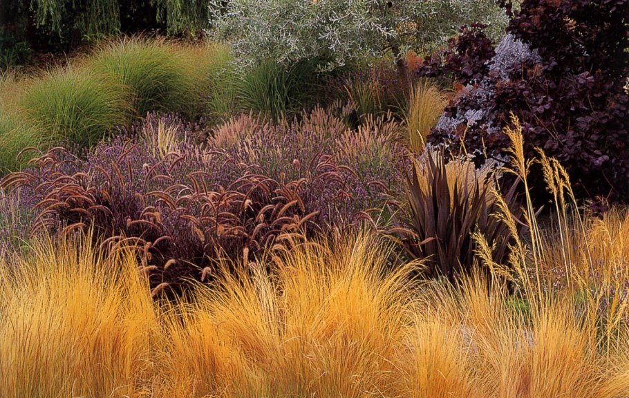 Ячмень гривастый миксбордер