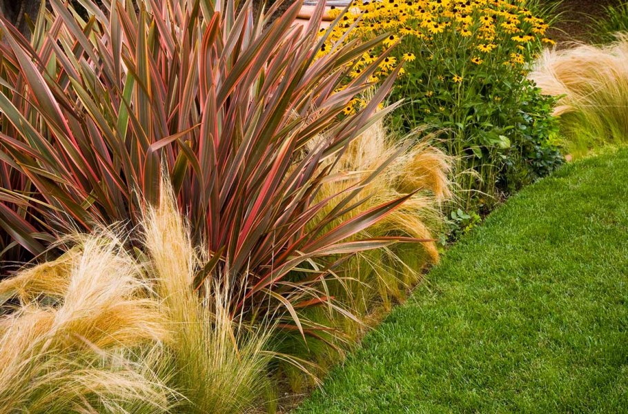 Мискантус Ротзильбер китайский