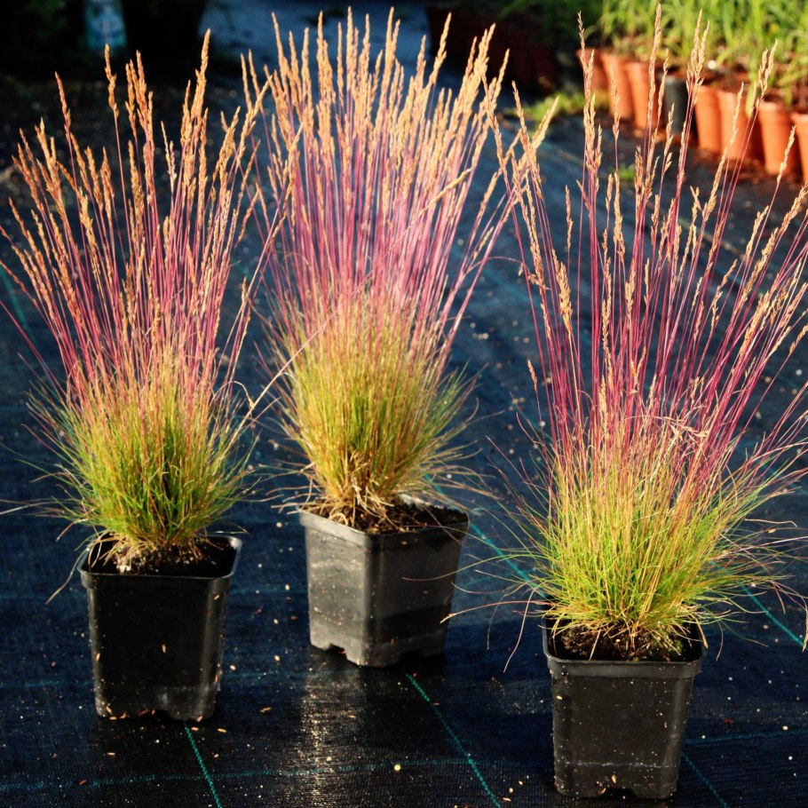 Овсяница (Festuca Walberla