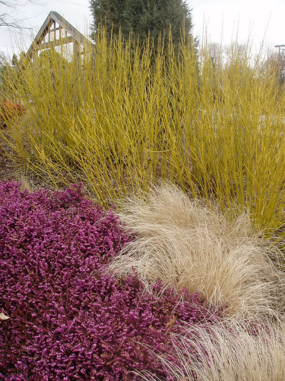 Ковыль Stipa tenuissima