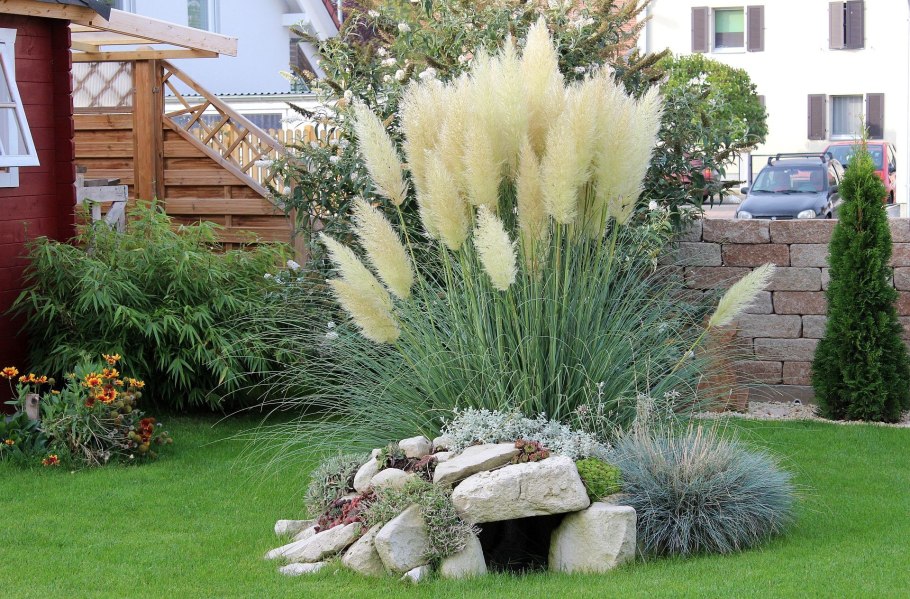 Дерен отпрысковый Флавирамеа