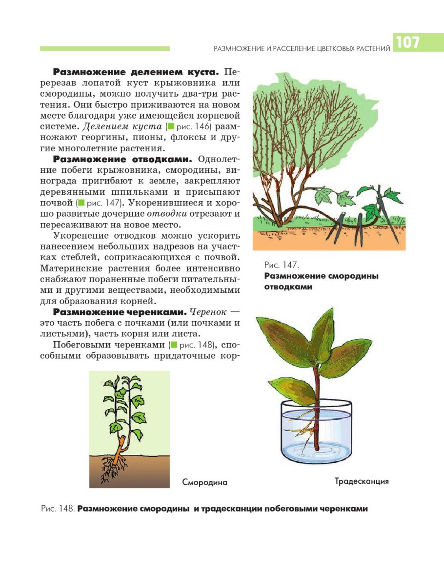 Размножение побеговыми черенками