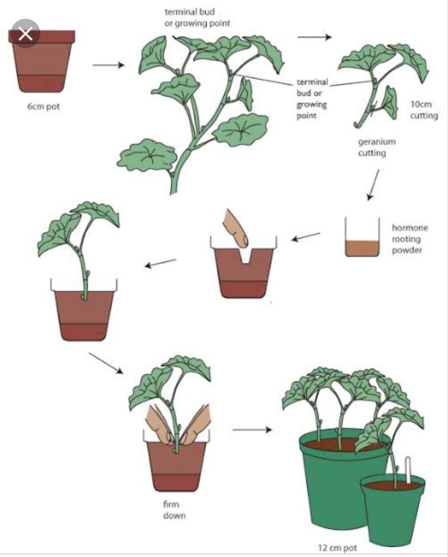 Вегетативное размножение бегонии черенками