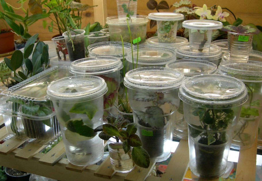 Комнатные цветы укоренить