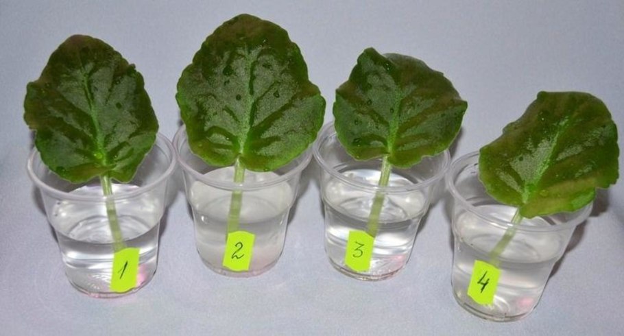 Спирея японская размножение отводками